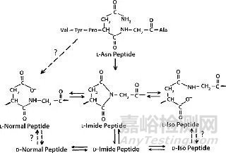 生物药物稳定性考虑因素：蛋白质和肽降解途径概述