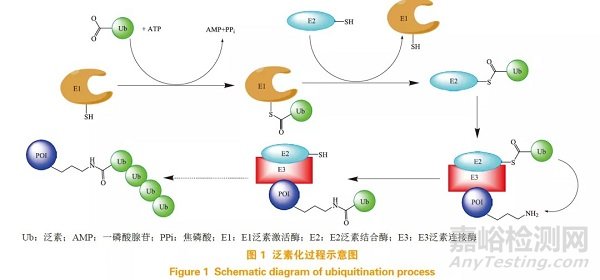 蛋白降解靶向嵌合体（PROTAC）在小分子药物研发中的机遇与挑战