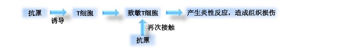 医疗器械致敏试验的测试方法、测试标准及测试步骤