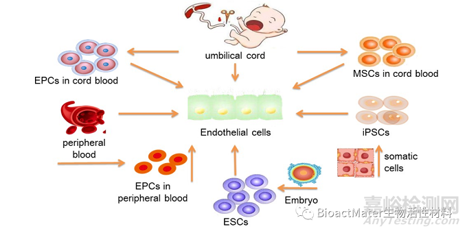 组织工程血管的不同内皮化方式及种子细胞选择