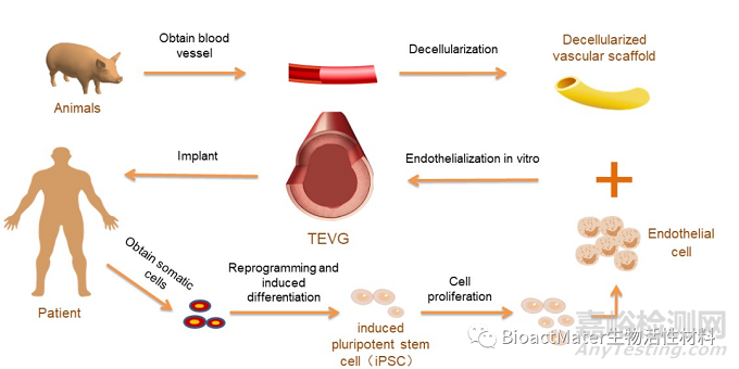 组织工程血管的不同内皮化方式及种子细胞选择