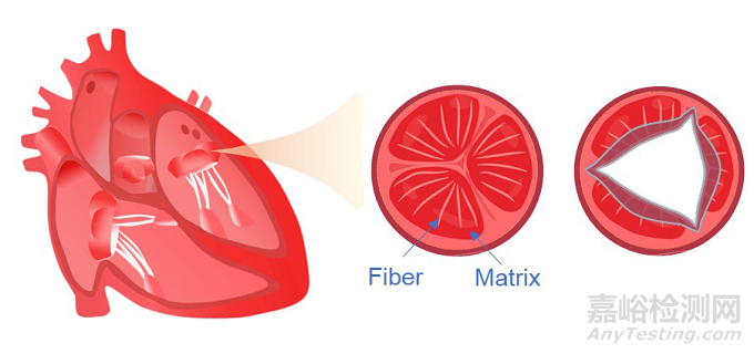 抗疲劳复合水凝胶模拟生物心脏瓣膜