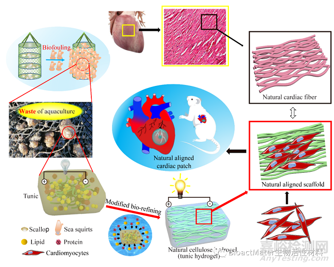 从海洋养殖废弃物到促心梗修复的天然导电心肌补片