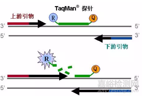 荧光定量PCR要点大解析