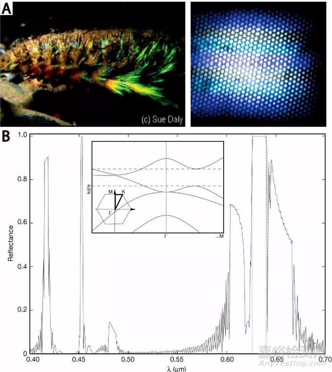 吉林大学汪大洋/程崇岭《ACS Nano》综述：为植入式生物医学设备无线供电的皮下光收集技术进展