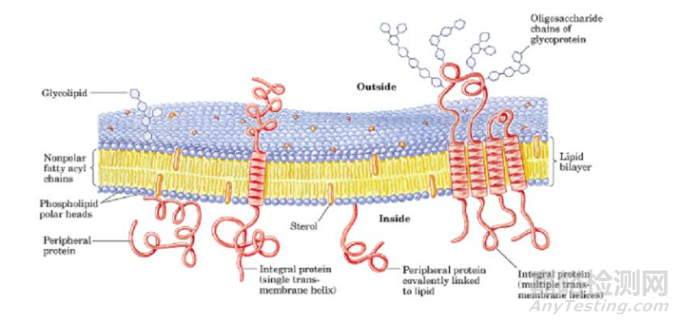 简述水系统生物膜形成原因及防治