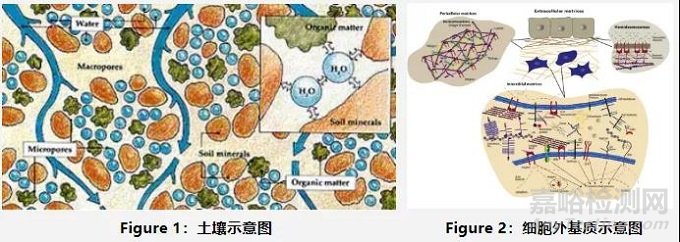 细胞外基质复合胶原蛋白成医美新宠