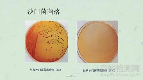 沙门菌属微生物学检查及鉴定