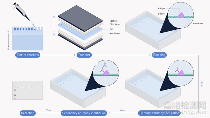 蛋白质印迹（Western blot）实验步骤、分析和目的