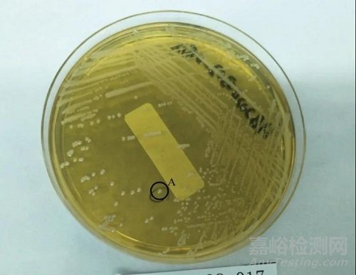 微生物实验室的菌种鉴定小结