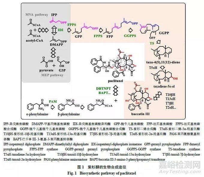紫杉醇类抗肿瘤原料药生产的研究进展