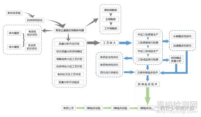 抗体类药物的开发全流程