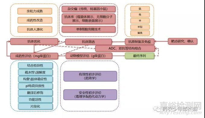 抗体类药物的开发全流程