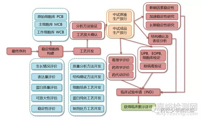 抗体类药物的开发全流程