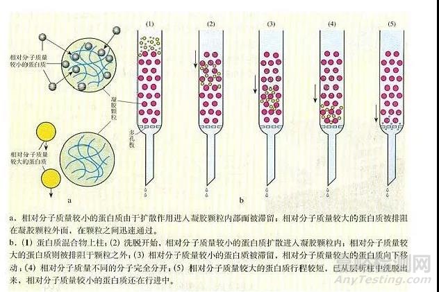 体积排阻色谱法 (SEC) 的原理、使用、常见问题及解决办法