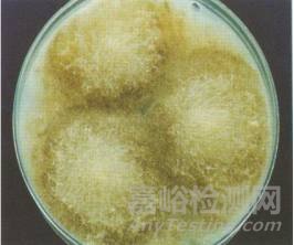 常见霉菌形态描述及典型菌落图片汇总