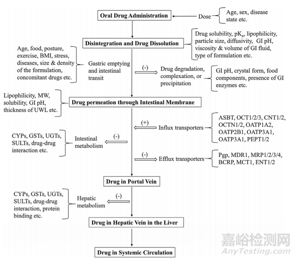 影响固体口服药物吸收的“3把钥匙”