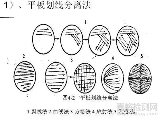 微生物的分离纯化详解