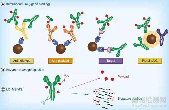 抗体偶联药物的生物分析策略