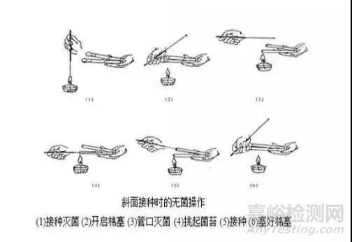 斜面接种操作指南