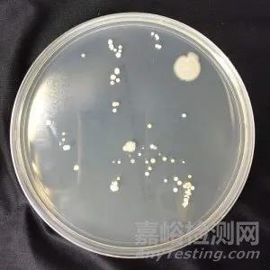 微生物检测项目常用计量单位CFU 与 MPN 的差异