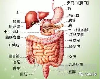 口服药物体内生理参数大解密