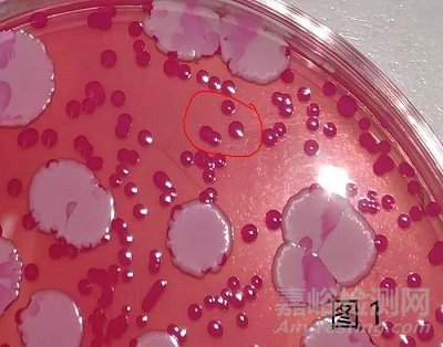 霉菌和酵母检测怎么鉴定？标准方法与快检有哪些不同？