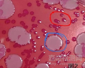 霉菌和酵母检测怎么鉴定？标准方法与快检有哪些不同？