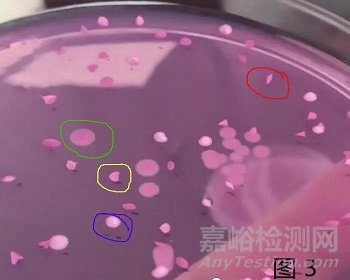 霉菌和酵母检测怎么鉴定？标准方法与快检有哪些不同？