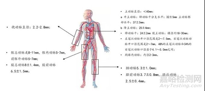 中美人工血管新产品与新技术