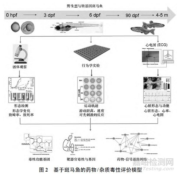 头孢菌素杂质毒性的评价策略与方法