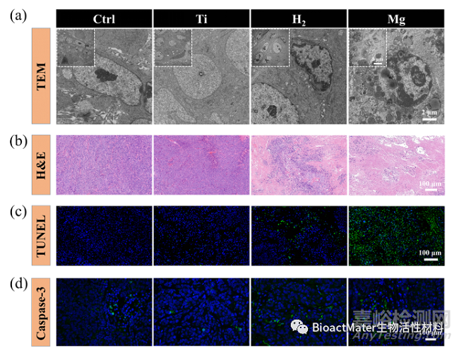 镁植入物可控释放氢气诱导p53介导的肿瘤细胞凋亡