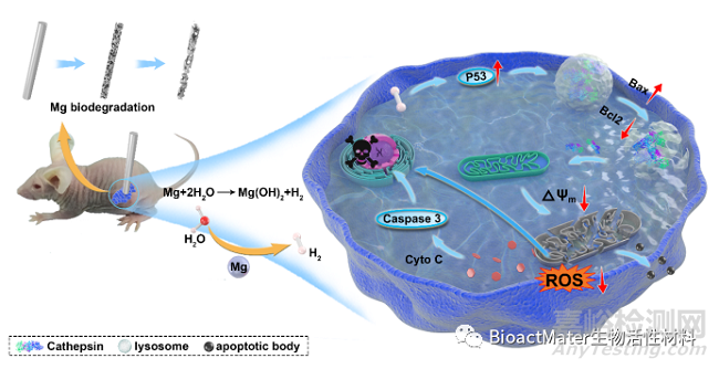 镁植入物可控释放氢气诱导p53介导的肿瘤细胞凋亡