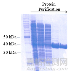 蛋白质纯化方法经典攻略