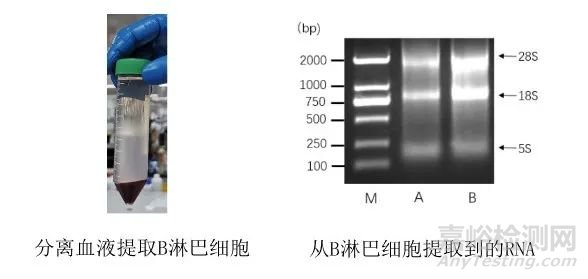 如何制备纳米抗体