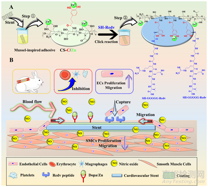 四川大学王云兵：仿生内皮细胞功能涂层用于促进血管愈合