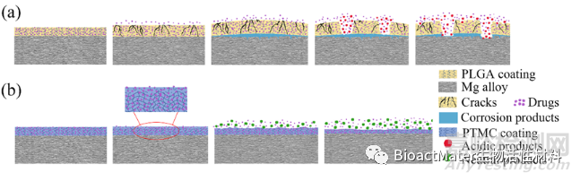 一种具有稳定药物释放能力和良好耐腐蚀性能的表面侵蚀降解PTMC涂层用于镁基血管支架