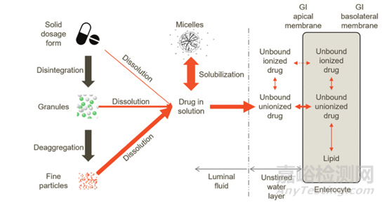 药物吸收影响因素之药物理化性质及体液环境