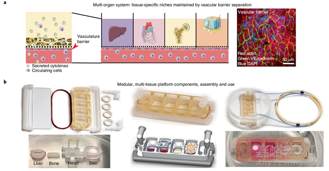 首个由人体组织制成的多器官芯片，可定制