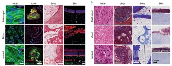 首个由人体组织制成的多器官芯片，可定制