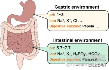 酶在模拟胃液和肠液中对镁合金体外降解行为的影响