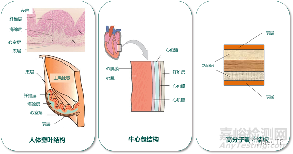 ​沛嘉医疗TaurusApex：首家公布实验室及动物试验数据的国产高分子介入瓣膜