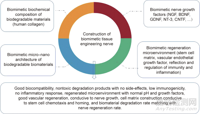生物可降解材料与组织工程神经