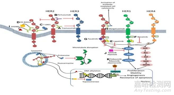 蛋白类生物标记物在生物医药研发中的应用及生物分析策略