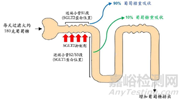 列净类降糖药物的作用机制及应用现状