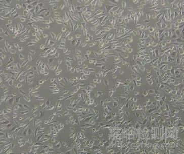 细胞毒性试验解析