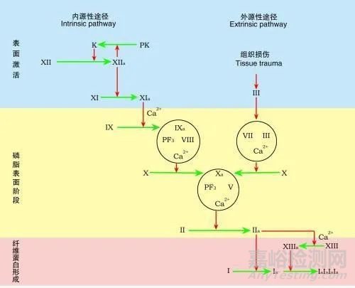 凝血检测析仪市场分析