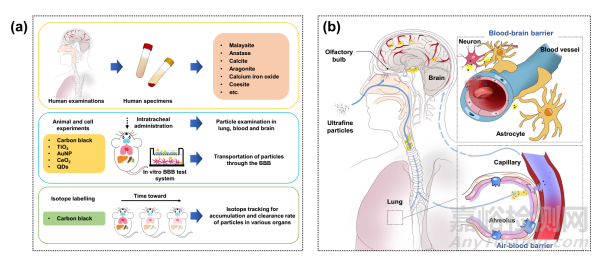大气细颗粒物穿透生物屏障及毒性效应研究取得进展