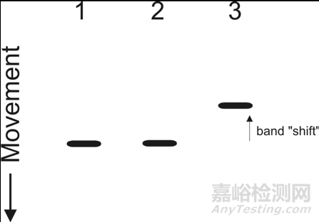 凝胶迁移实验(EMSA)要点剖析