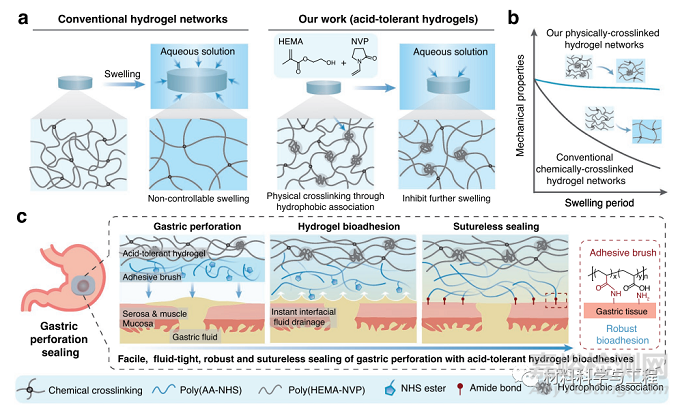 可用于胃穿孔修复的极强耐酸性水凝胶生物粘附剂